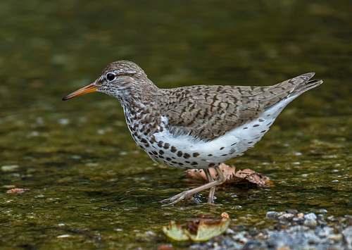 bird white and brown bird on body of water during daytime close-up photography anthus