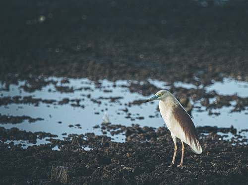 bird white and brown bird on ground waterfowl