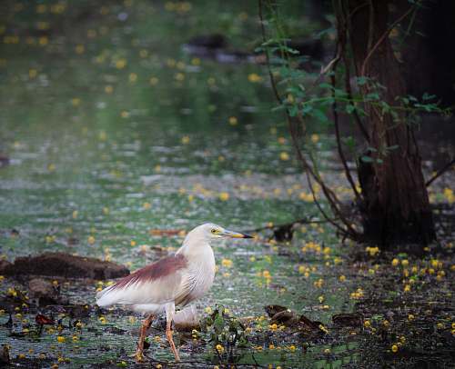 bird white and brown bird on selective focus photography land