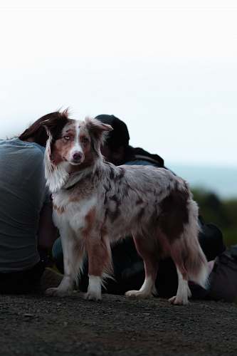 dog white and brown coated dog pet
