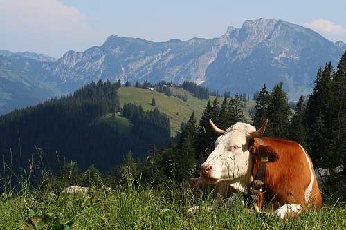 cattle white and brown cow close-up photography cow
