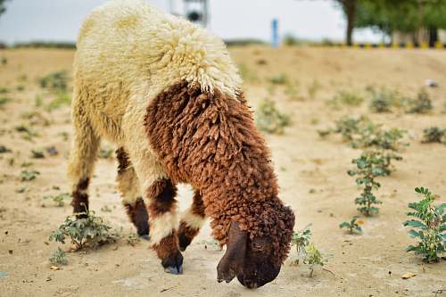mammal white and brown goat sheep