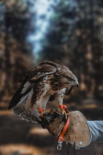 bird white and brown hawk on person's hand buzzard