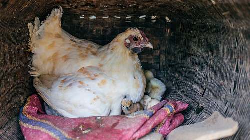 poultry white and brown hen close-up photo fowl