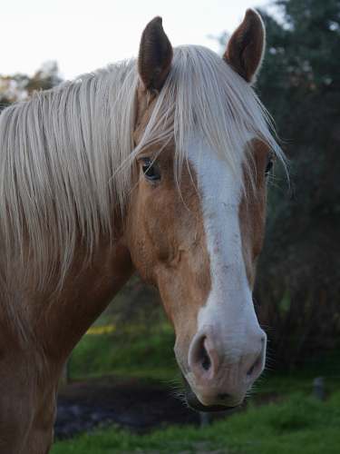 horse white and brown horse mammal