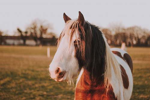 mammal white and brown horse on field during daytime horse