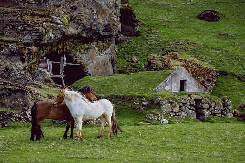 horse white and brown horses standing on green grass during daytime countryside