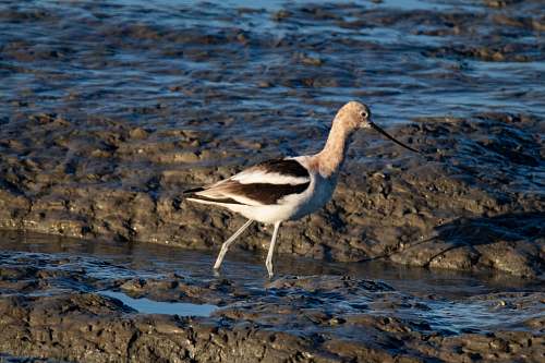 bird white and brown long-beaked bird waterfowl