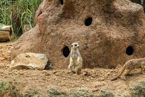 wallaby white and brown meerkat standing besides rock with holes kangaroo