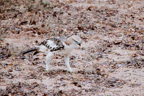 bird white and brown owl ground