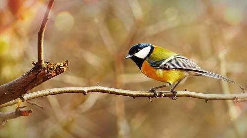 bird white and brown robin bird perching on tree branch finch