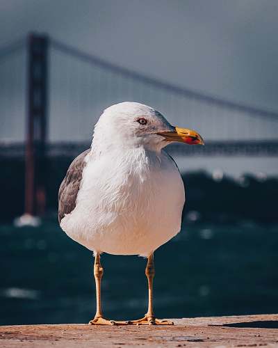 bird white and brown seagull bird close-up photography beak