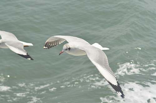 bird white and gray bird flying flying