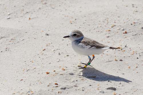 bird white and gray bird on sand grey