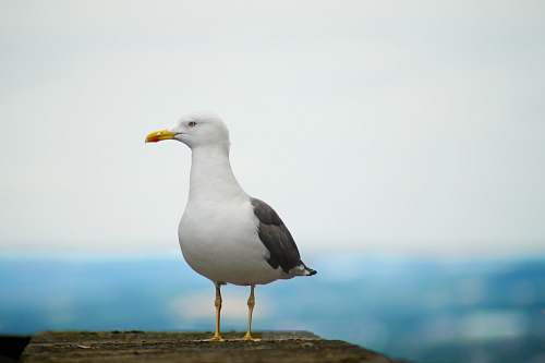 bird white and gray bird standing on concrete platform seagull