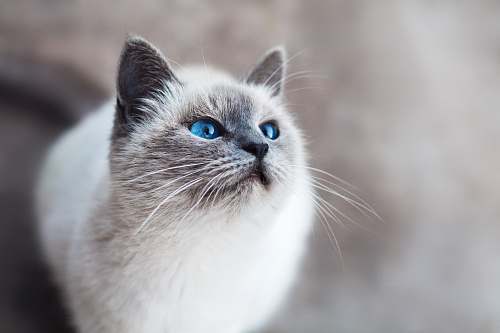 pet white and gray cat cat