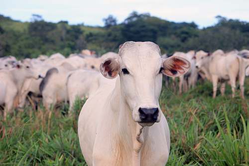 cattle white and gray cattle on green field cow