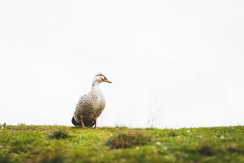 bird white and gray duck during daytime beak