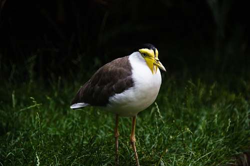bird white and gray long-legged bird standing on grass beak