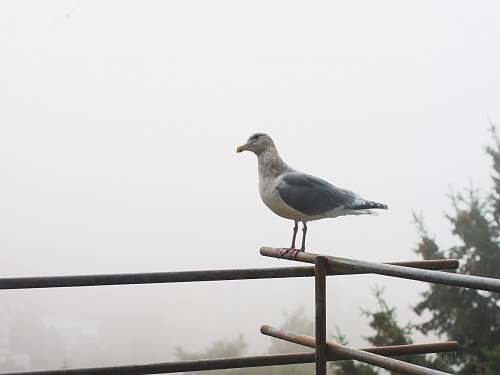 bird white and gray pigeons seagull