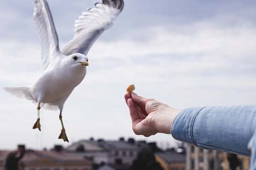 bird white and gray seagull seagull