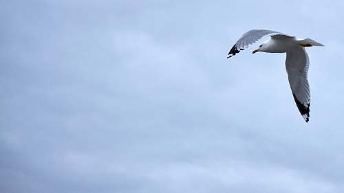 bird white and gray seagull flying flying