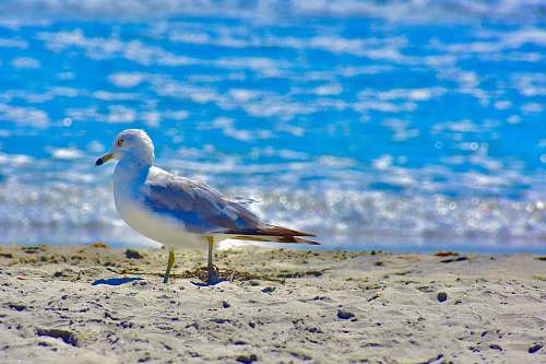 seagull white and gray seagull on sand ocean