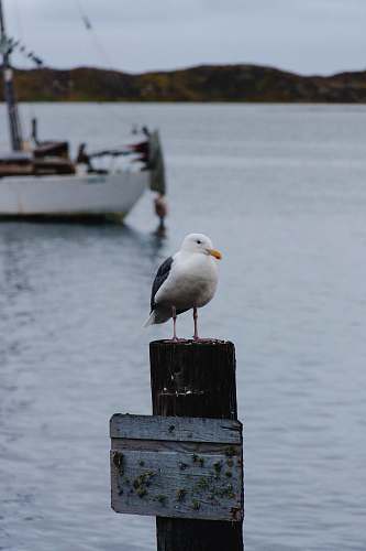 bird white and gray seagull on wooden post boat