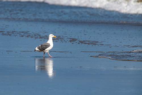 waterfowl white and gray seagull florence