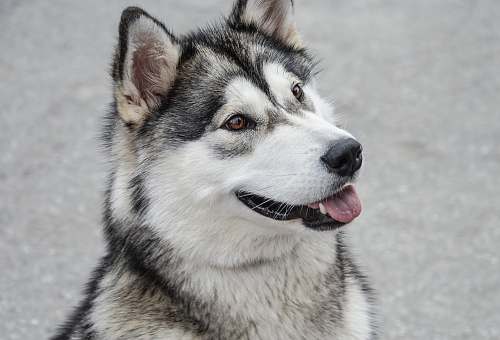 dog white and gray Siberian husky pet