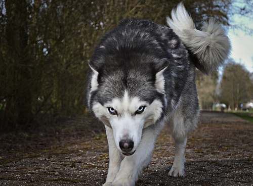 dog white and gray wolf canine