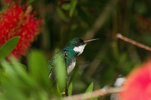 bird white and green bird on green plant hummingbird