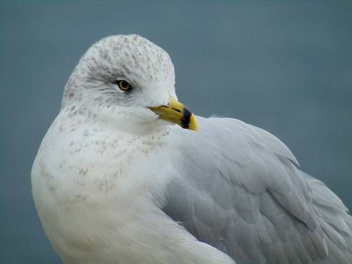 bird white and grey bird seagull