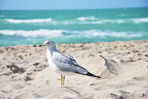 bird white and grey bird on sand during daytime nature