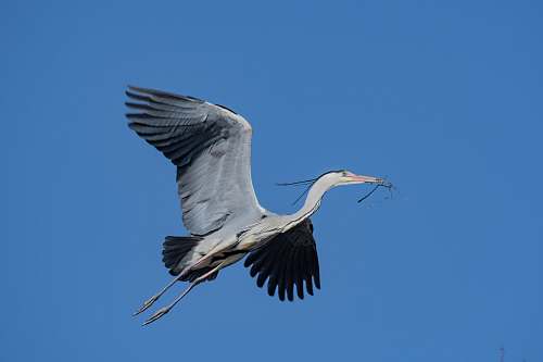 bird white and grey egret in flight stork