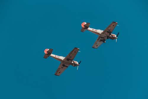 flying white and orange biplanes bird