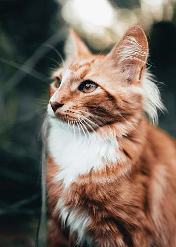 cat white and orange cat manx