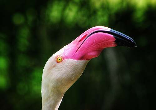 bird white and pink bird beak
