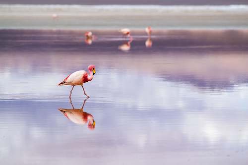 bird white and pink herons in beach bolivia