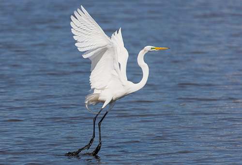 bird white and yellow bird beak