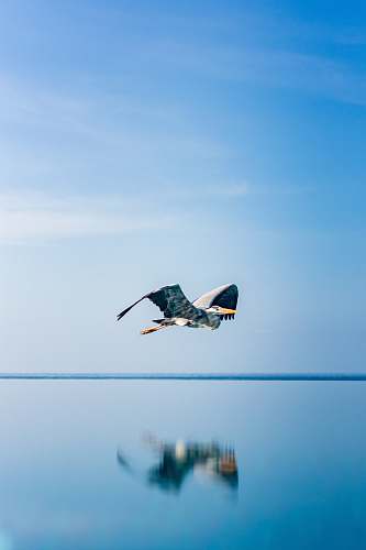 bird white bird above water flying