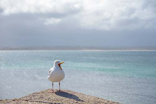 bird white bird beside sea at daytime seagull