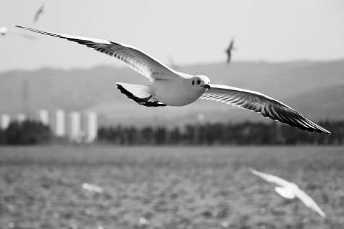 black-and-white white bird beak