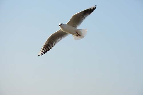 bird white bird flying at daytime flying