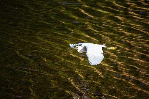 bird white bird flying during daytime waterfowl