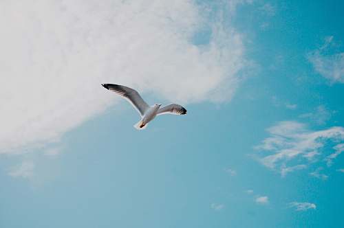 bird white bird flying in mid air flying