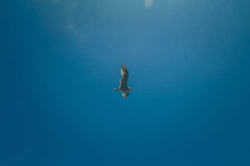 bird white bird flying in the sky flying