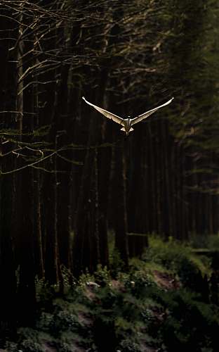 bird white bird flying near brown tree flying