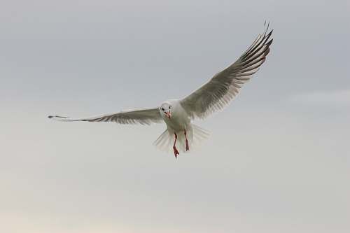 bird white bird gliding across clouds flying