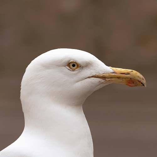 bird white bird in close-up photography beak
